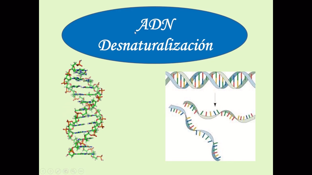 ¿Qué es la renaturalización del ADN?