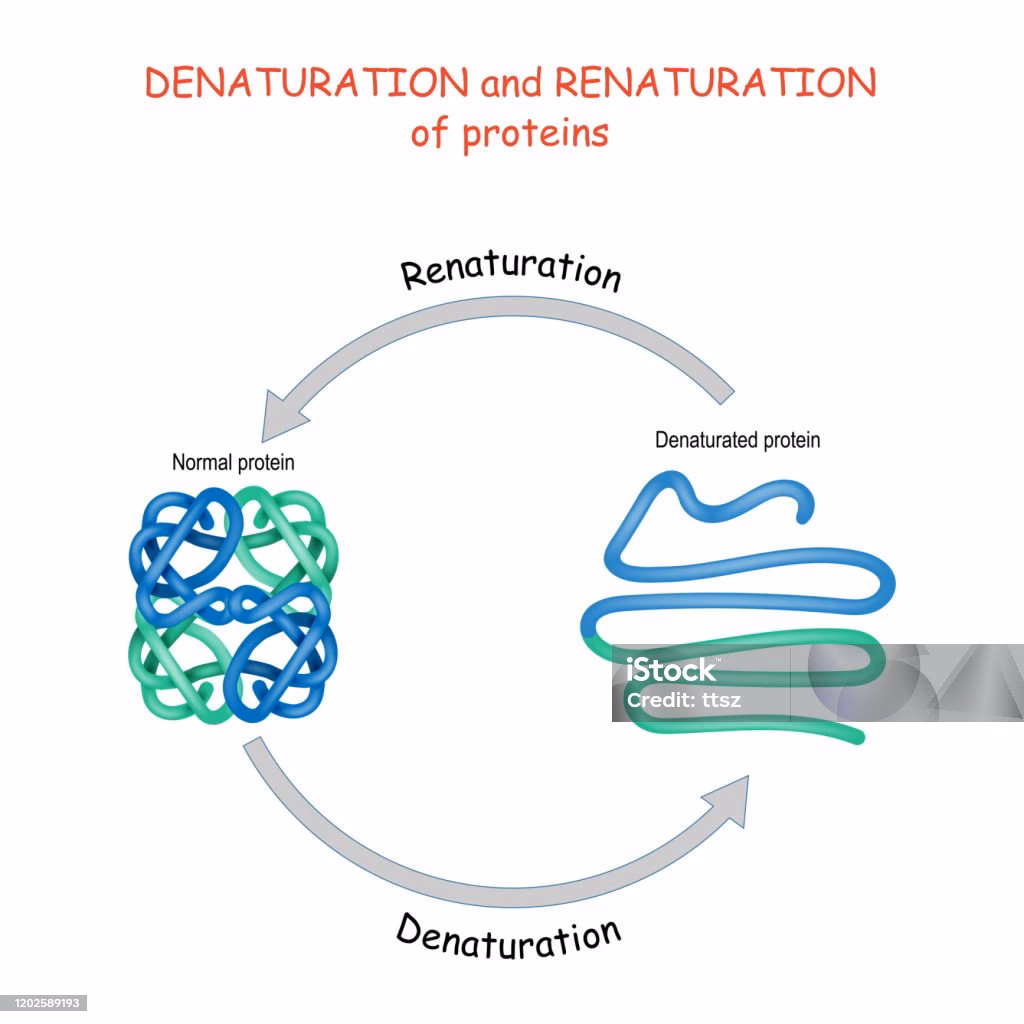 ¿Cuáles son las 4 estructuras de las proteínas?