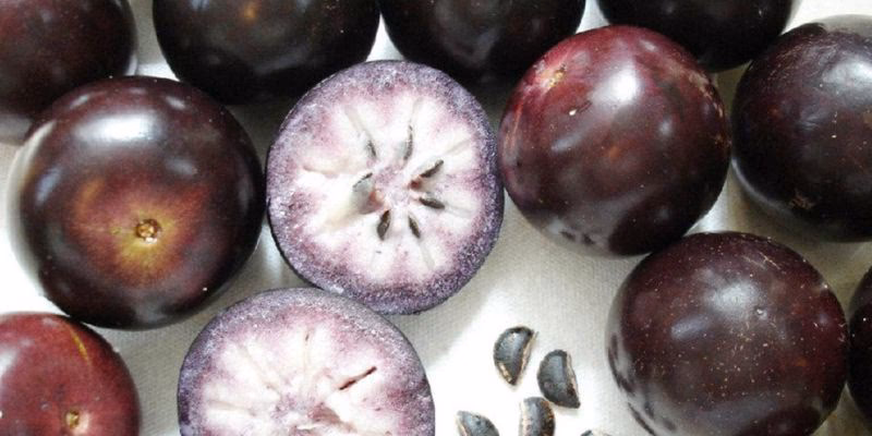 ¿Dónde se cultiva el caimito?